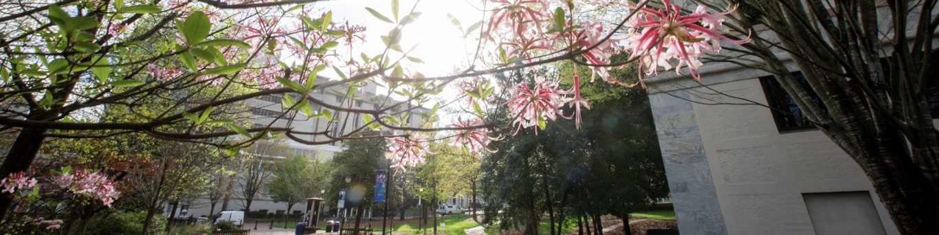 An image of Emory's campus.